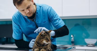 Study to develop 'intelligent' HCM stethoscope